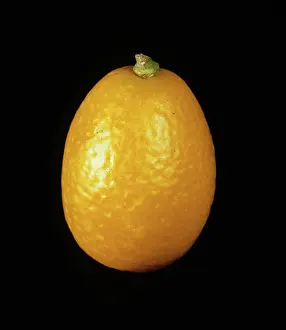 Oval: Whole kumquat fruit variety Oval
