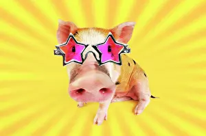 Gloucester: Kune Kune cross Gloucester Old Spot piglet