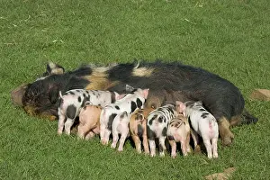 Kune: Kune kune sow feeding nine piglets