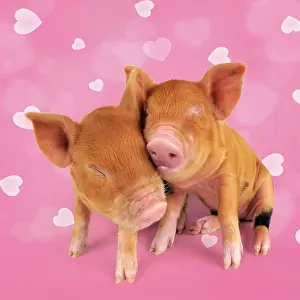 Kune: Two Kune piglets cuddling each other with heart