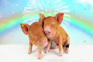 Kune: Kune piglets pair embracing under rainbow firework