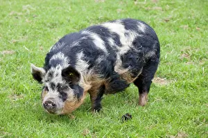 Sows: Kune sow grazing