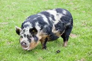 Sows: Kune sow grazing