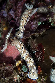 Gill: Kune's Chromodoris Nudibranch - following tailing