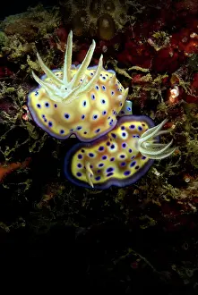 Chromodoris: Kune's Chromodoris Seaslug