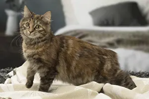 Tortie: Kurilian bobtail brown tortie spotted tabby cat indoors