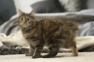 Tortie: Kurilian bobtail brown tortie spotted tabby cat indoors