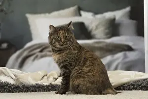 Tortie: Kurilian bobtail brown tortie spotted tabby cat indoors