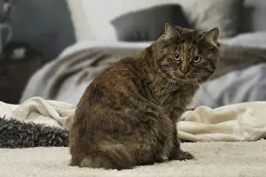 Tortie: Kurilian bobtail brown tortie spotted tabby cat indoors