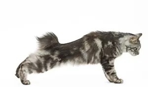 090517: Kurilian Bobtail Cat