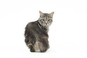 090517: Kurilian Bobtail Cat