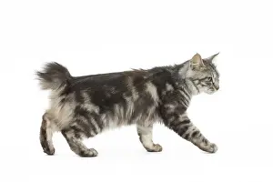 090517: Kurilian Bobtail Cat