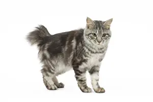090517: Kurilian Bobtail Cat