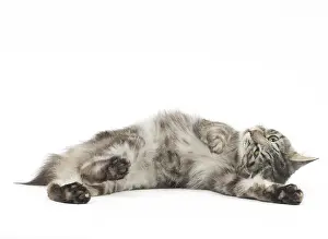 090517: Kurilian Bobtail Cat