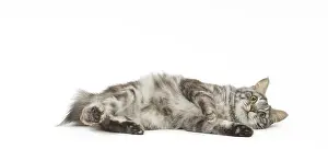 090517: Kurilian Bobtail Cat