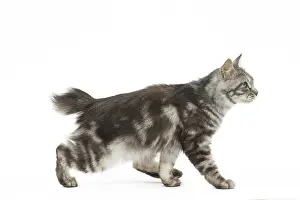 090517: Kurilian Bobtail Cat