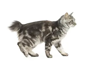 090517: Kurilian Bobtail Cat
