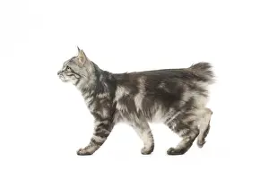 090517: Kurilian Bobtail Cat