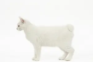 090517: Kurilian Bobtail Cat