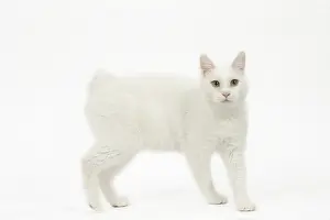 090517: Kurilian Bobtail Cat