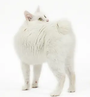 090517: Kurilian Bobtail Cat