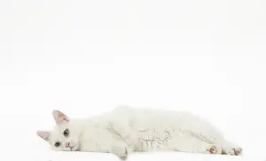 090517: Kurilian Bobtail Cat