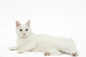 090517: Kurilian Bobtail Cat
