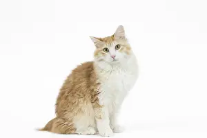 090517: Kurilian Bobtail Cat