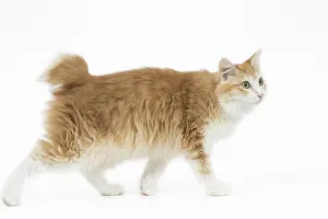 090517: Kurilian Bobtail Cat