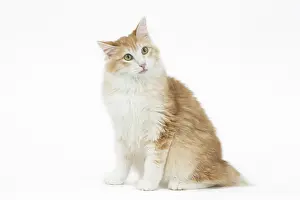 090517: Kurilian Bobtail Cat