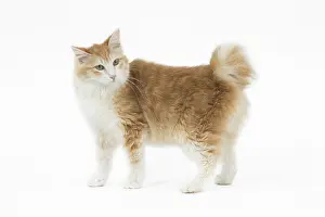 090517: Kurilian Bobtail Cat