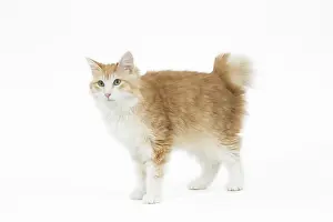 090517: Kurilian Bobtail Cat