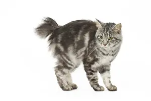 090517: Kurilian Bobtail Cat