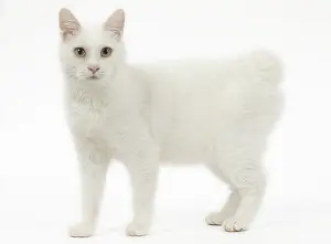 090517: Kurilian Bobtail Cat