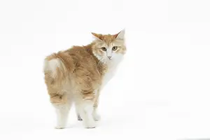 090517: Kurilian Bobtail Cat