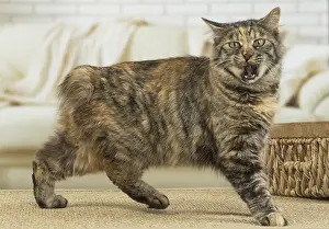 Docked: Kurilian Bobtail Cat indoors