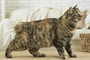 Docked: Kurilian Bobtail Cat indoors