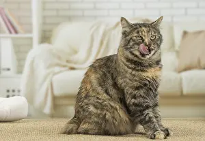 Docked: Kurilian Bobtail Cat indoors