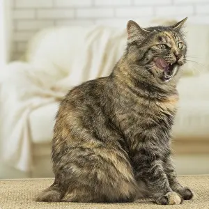Meowing: Kurilian Bobtail Cat indoors
