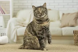 Docked: Kurilian Bobtail Cat indoors
