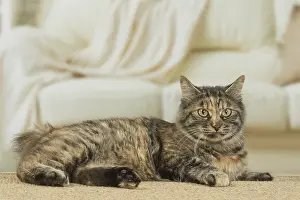 Docked: Kurilian Bobtail Cat indoors