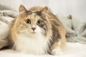 Bobtail: Kurilian Bobtail cat indoors