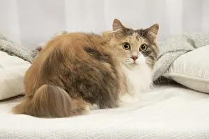 Bobtail: Kurilian Bobtail cat indoors