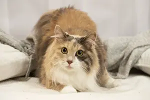 Bobtail: Kurilian Bobtail cat indoors