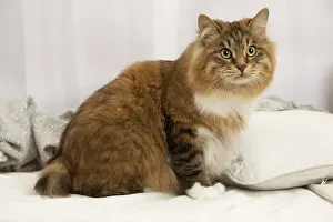 Bobtail: Kurilian Bobtail cat indoors