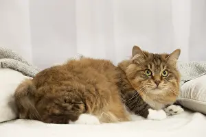 Bobtail: Kurilian Bobtail cat indoors