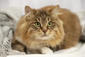 Bobtail: Kurilian Bobtail cat indoors