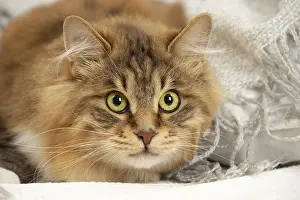 Bobtail: Kurilian Bobtail cat indoors