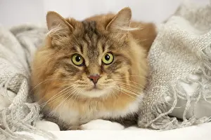 Bobtail: Kurilian Bobtail cat indoors