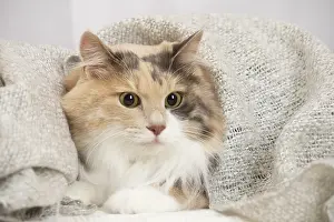 Bobtail: Kurilian Bobtail cat indoors
